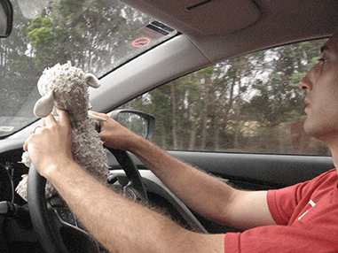 big lambie driving